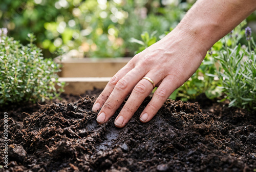 Human hand pressing into dark moist garden soil near green plants outdoors