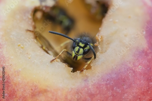 Common wasp (Vespula vulgaris) adult insect on fallen fruit in a garden in summer, England, United Kingdom