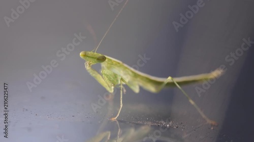 The Praying Mantis is a carnivore flesh eater and dines mostly on other insects