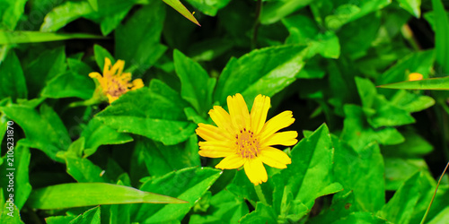 
The bright yellow flowers of the Wedelia plant, scientifically known as Sphagneticola trilobata