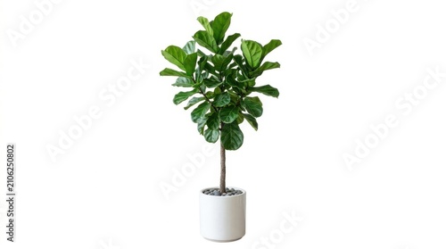 Beautiful fiddle leaf fig plant with large green leaves standing in a simple modern white ceramic pot for home decor isolated on white background