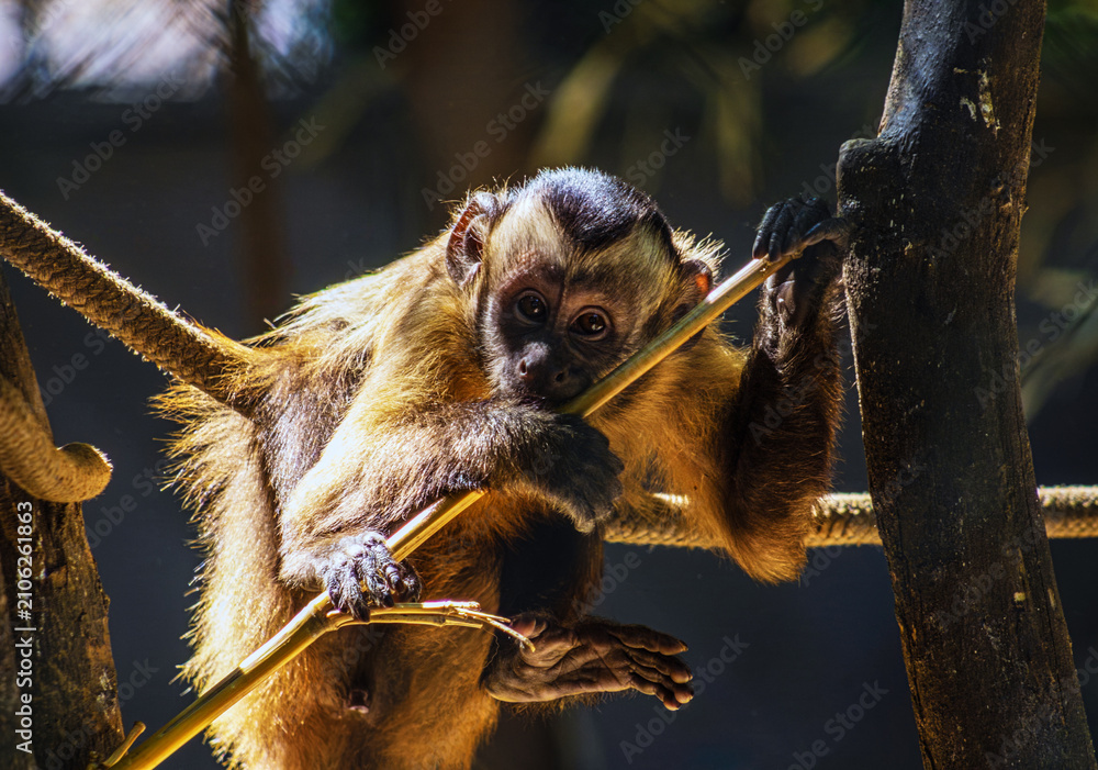Obraz premium Young capuchin monkey grips branch, eyes wide with curiosity