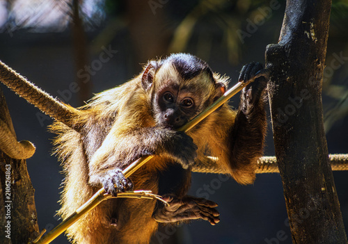 Quadro em tela Young capuchin monkey grips branch, eyes wide with curiosity