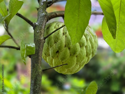 Fotografija Annona squamosa, commonly known as sugar apple, sweetsop, or custard apple, is a small, well-branched fruit-bearing tree from the Annonaceae family