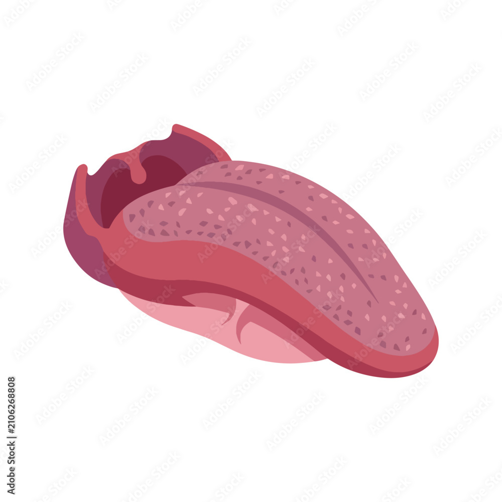 Fototapeta premium Human Tongue Anatomical Representation Showing Texture And Papillae Features Used In Medical Education And Health Awareness Materials For Learning About Biological Systems And Mouth Anatomy