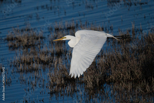 Obraz na plátně Great egret flying gracefully over a marsh wetland at dawn
