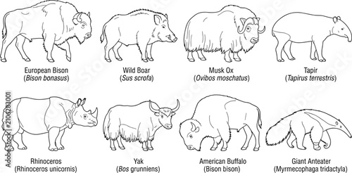 Canvas Print Wild Mammal Animal Line Art Collection Featuring Bison Rhino Yak Boar Tapir and
