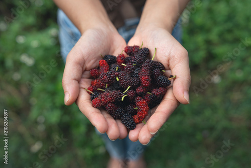 Mulberry in hand of agriculture or farmers harvest Mulberry fruit in summertime at the fields.