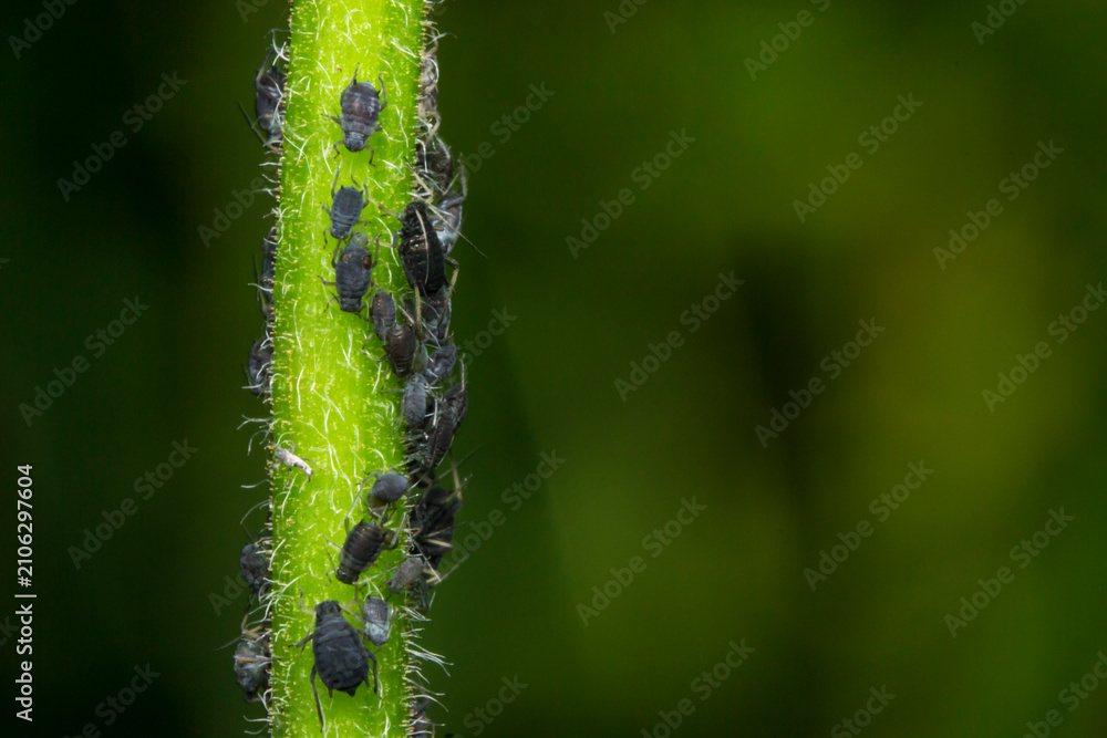 Fototapeta premium Black aphids on fuzzy green plant stem: macro close-up of pest infestation in nature.