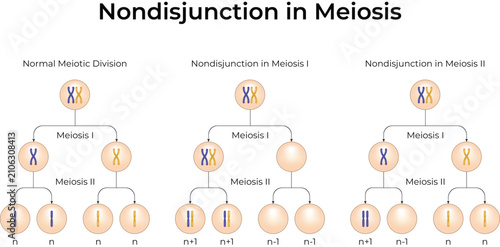 Bild auf Leinwand Nondisjunction in Meiosis: Educational Genetics and Chromosome Division Vector I