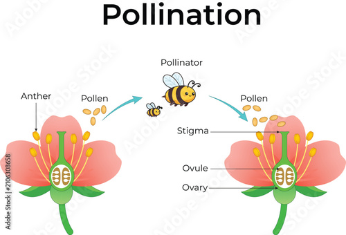 Fotografie Pollination Process in Flower Reproduction Educational Biology Vector Illustrati
