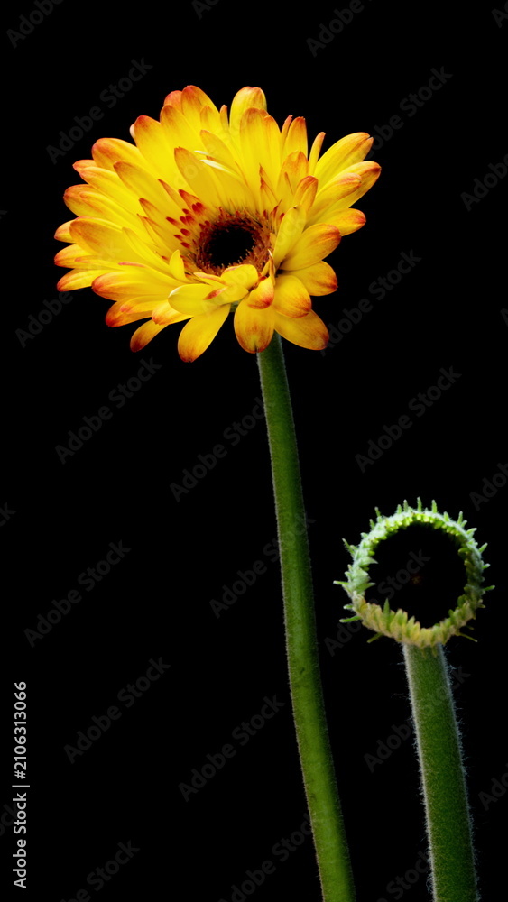Obraz premium Blooming Gerbera and Closed Flower Bud in Dramatic Timelapse