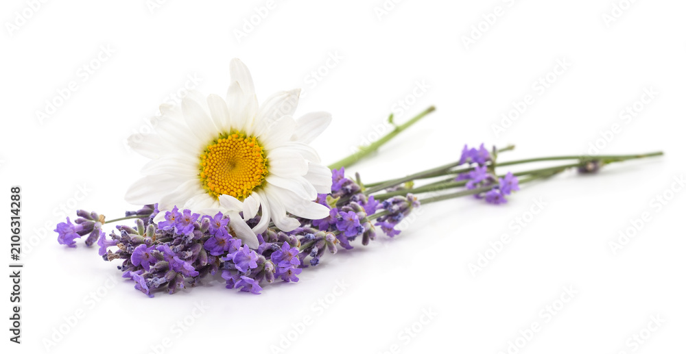 Obraz premium Chamomile and purple lavender flowers arrangement.