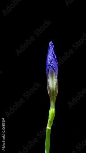 Digital Evolution Concept Blooming Iris Flower Rotating Through Growth Cycle