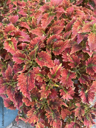 Couleus in seasons