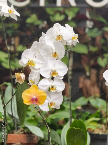 yellow and white flowers