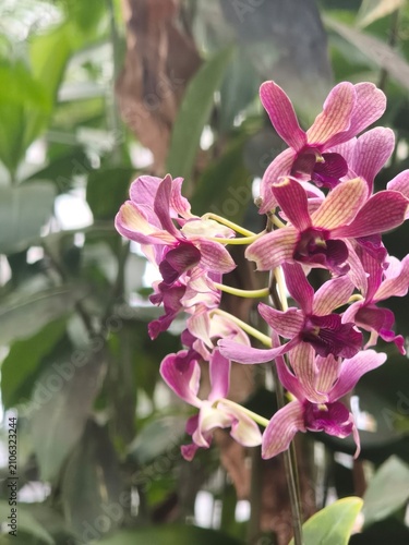 pink orchid flower