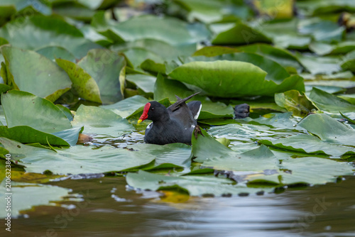 Canvastavla A common moorhen (Gallinula chloropus) swimming among lilies in a pond