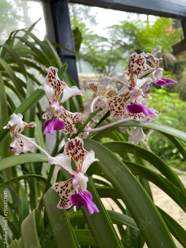 White orchid on a green background