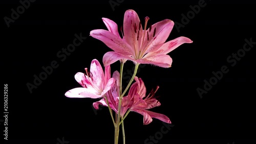 Rotating Blooming Lily Bouquet Timelapse Botanical Art on Black Background