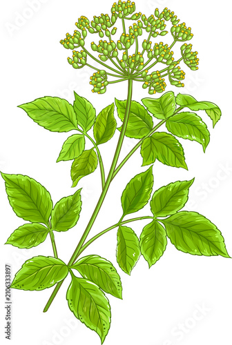 Angelika Plant with Flowers and Leaves Colored Detailed Illustration. Essential oil ingredient for cosmetics, spa, aromatherapy, health care, alternative medicine. Vector isolated for design or decora