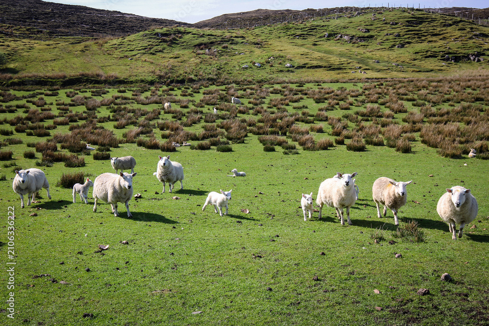 Fototapeta premium New born curious sheep, Highland, Scotland