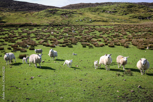 New born curious sheep, Highland, Scotland