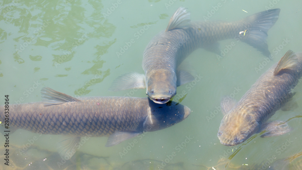 Fototapeta premium Three large fish swim calmly in shallow, greenish water
