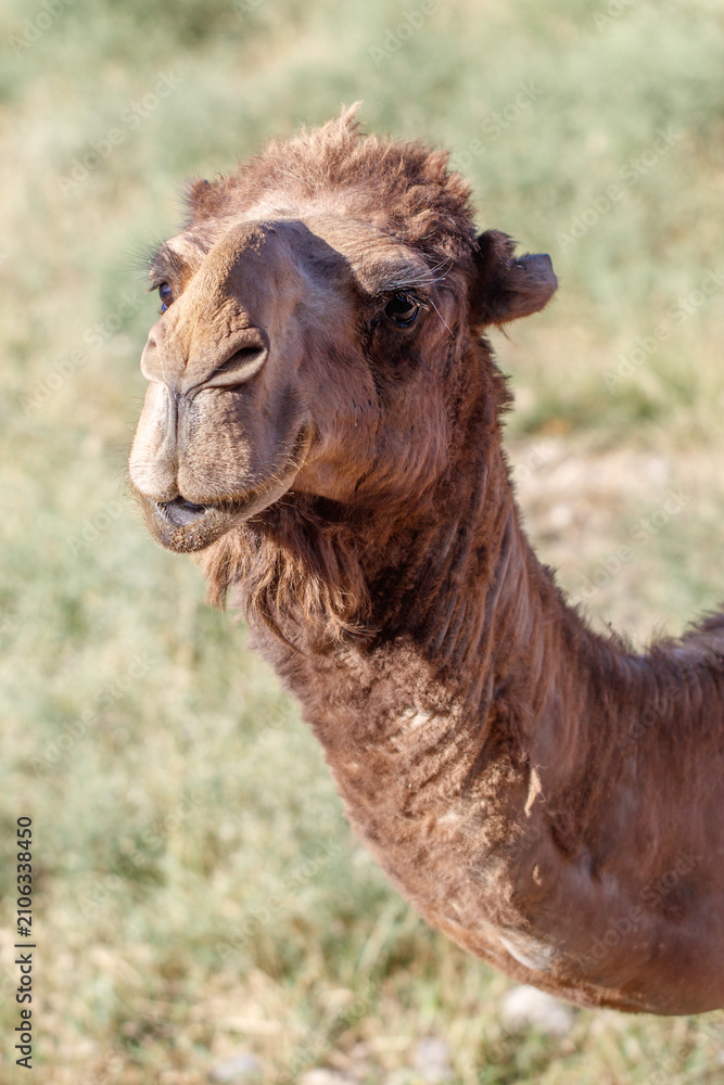 Fototapeta premium Brown camel stands in grassy field