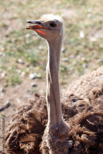 Bild auf Leinwand Ostrich stands tall with long neck and open beak