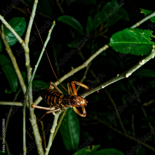 Wellington Tree Weta. Golden Bay, south island, New Zealand.