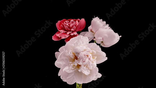 Peony Bouquet Blooming Symbolizing Growth Transformation and Success Timelapse