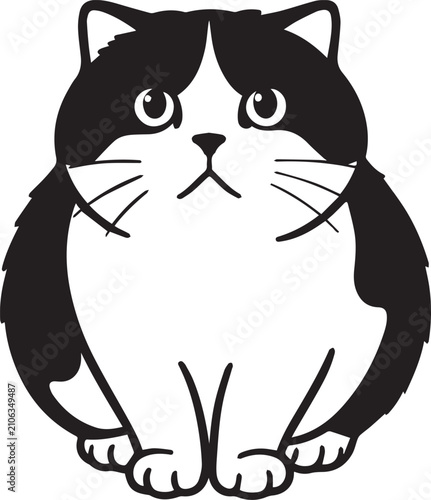 Fotografija Chubby cat with black and white markings, looking directly at the camera with a neutral expression, sitting down and showing its plump body