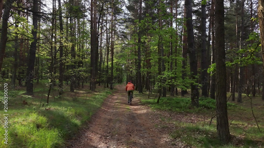 Fototapeta premium Young person cycling on bicycle path surrounded by green forest