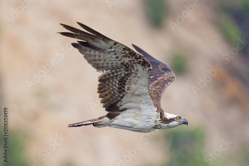 Bild auf Leinwand 飛翔するミサゴ(Osprey)
