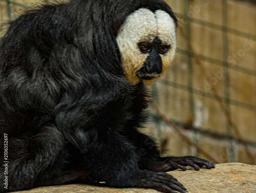Photography White-faced saki (Pithecia pithecia) with distinctive white face and dark shaggy