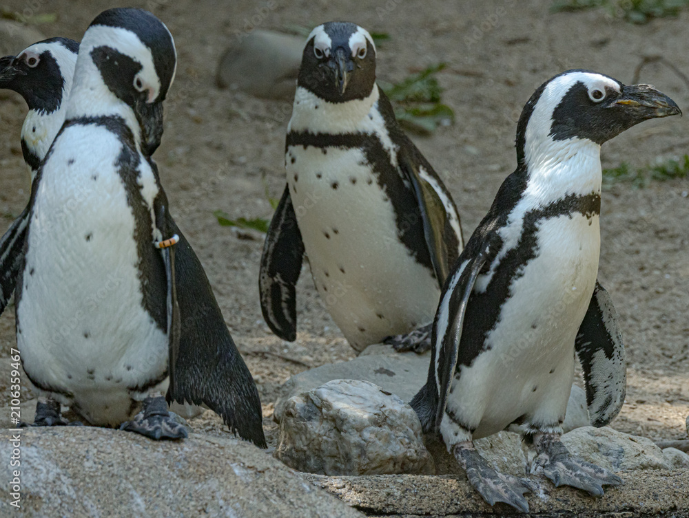 Obraz premium African penguin (Spheniscus demersus), also known as the Cape penguin, standing on a rocky coastline in its natural habitat. This endangered seabird is recognized by its distinctive black and white