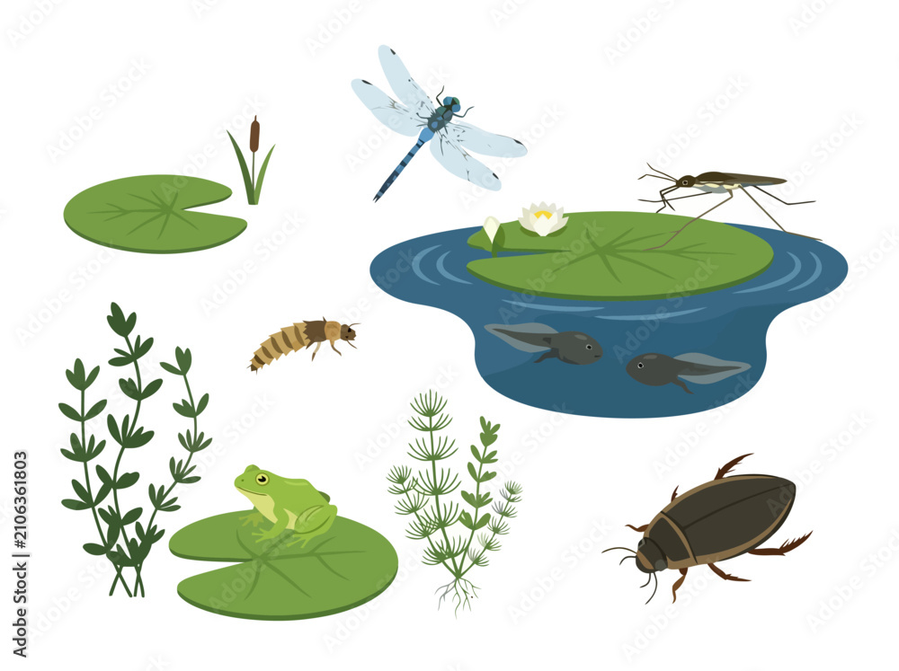 Obraz premium A collection of pond life including a frog dragonfly water beetle and aquatic plants.