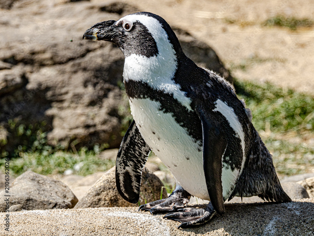 Fototapeta premium African penguin (Spheniscus demersus), also known as the Cape penguin, standing on a rocky coastline in its natural habitat. This endangered seabird is recognized by its distinctive black and white