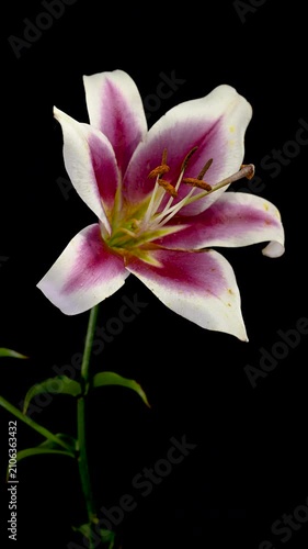 Vibrant pink and white lily flower on black background