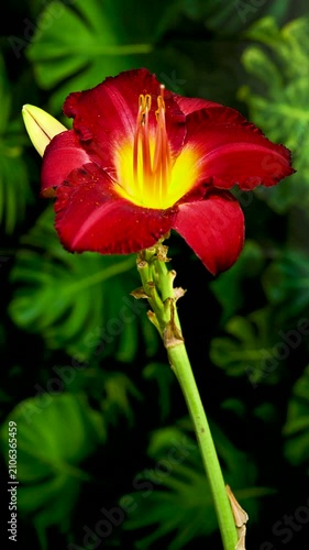 Vibrant Burgundy Daylily Flower on green leaves Background