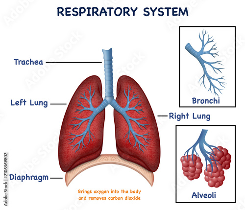 Cuadro en lienzo Human respiratory system anatomy diagram illustrating pulmonary organs, bronchia