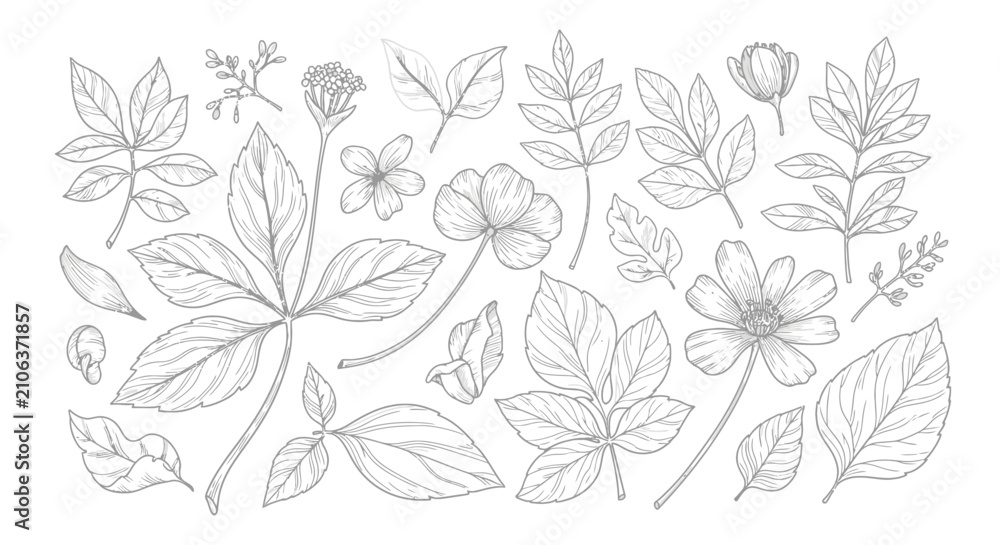 Fototapeta premium Botanical Floral Line Drawing 7.