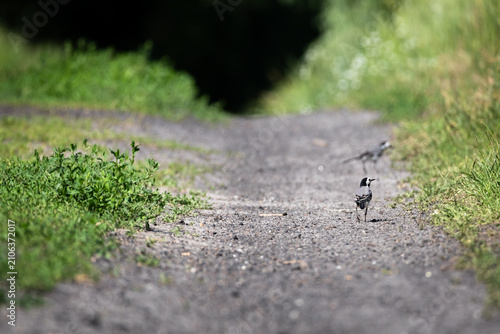 Small birds stand on a rural gravel path bordered by fresh greens. The distant lane fades into shadow. A candid moment of wildlife and countryside rhythm under bright summer light.