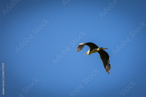 Obraz na plátne Approaching heron sweeps toward the viewer wings curved and eyes intent set agai