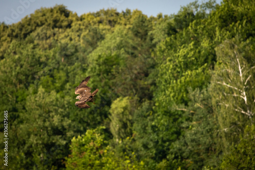 Canvastavla Brown raptor banks above a lush forest its broad wings flexing as eyes scan the