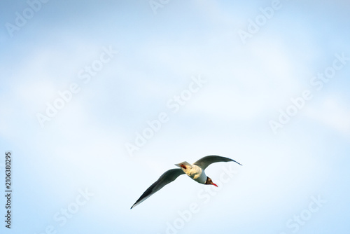 Fotografía A sleek tern glides across a pale sky with pointed wings and swift posture