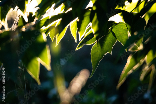 Backlit green leaves glow at sunset with delicate edges lit by warm rays. Soft bokeh and shadowed forest create a dreamy mood that celebrates calm nature and a quiet life.