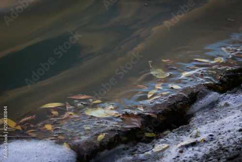 Bild auf Leinwand Leaves and foam gather along a concrete edge as murky green water swirls