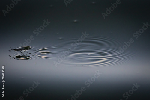 Foto Two water striders meet on a glossy pond and send widening rings across the surface